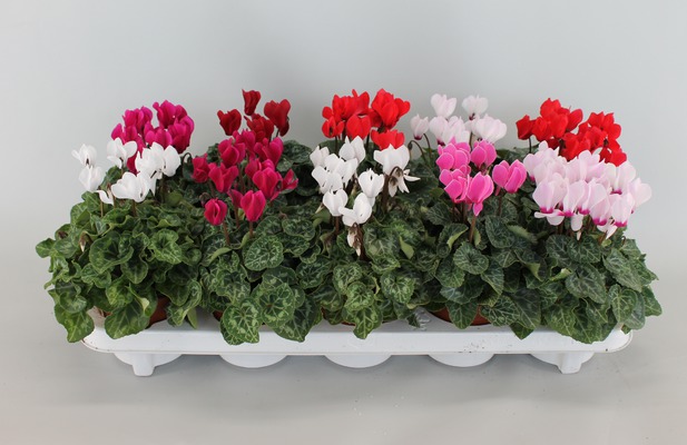 geen afbeelding beschikbaar