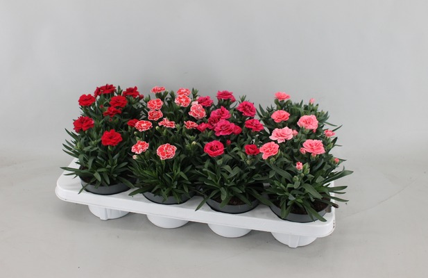 geen afbeelding beschikbaar