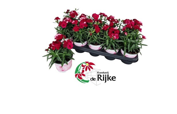 geen afbeelding beschikbaar